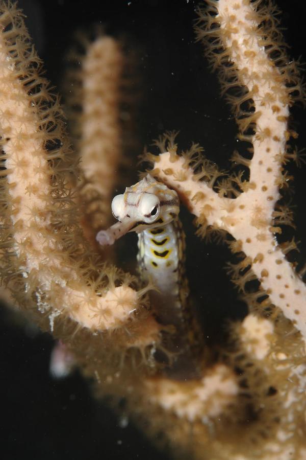 Araya Dive Resort Togean Bomba Εξωτερικό φωτογραφία