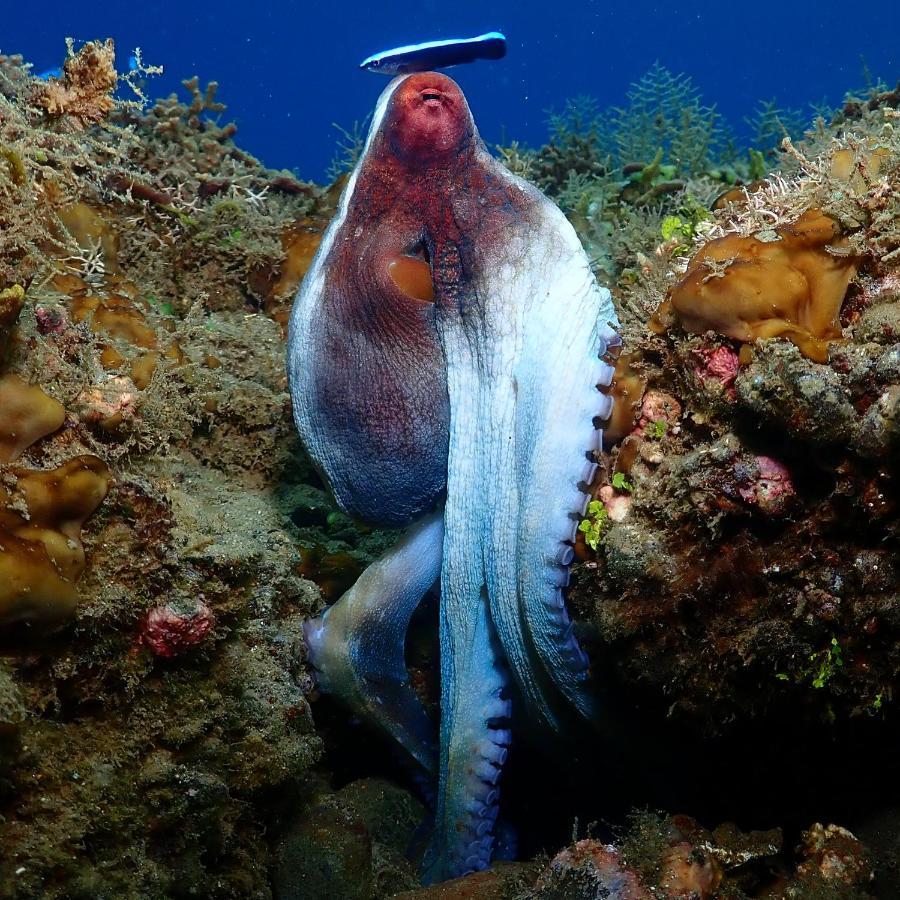 Araya Dive Resort Togean Bomba Εξωτερικό φωτογραφία