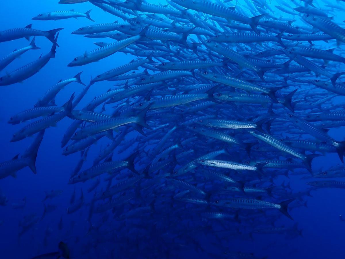 Araya Dive Resort Togean Bomba Εξωτερικό φωτογραφία